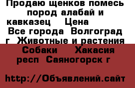 Продаю щенков помесь пород алабай и кавказец. › Цена ­ 1 500 - Все города, Волгоград г. Животные и растения » Собаки   . Хакасия респ.,Саяногорск г.